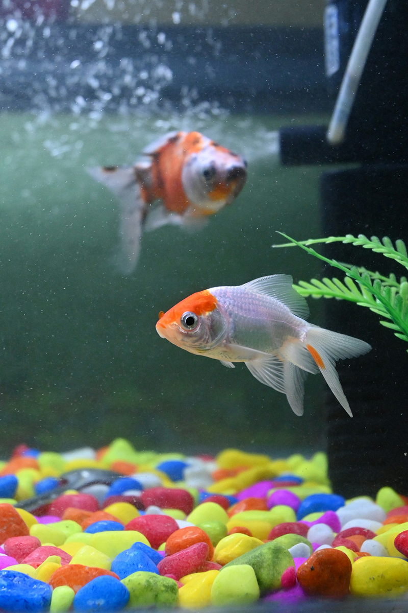 Oranda Goldfish
